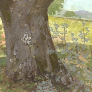 Holm Oak