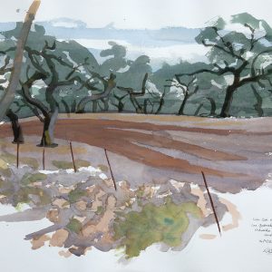Holm Oak Savanna