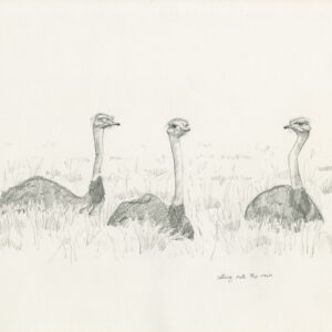pencil drawing of Ostriches by RAG Davies