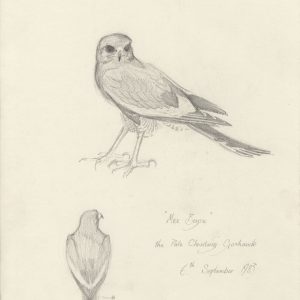 pencil sketch of Max Boyce, a Pale Chanting Goshawk in rehabilitation, Karoo South Africa