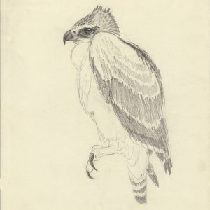 pencil drawing of a young Martial Eagle called Ramsey