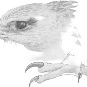 pencil sketch of Martial Eagle details by Rob Davies