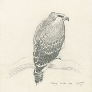 pencil drawing of tame MArtial Eagle by Rob Davies