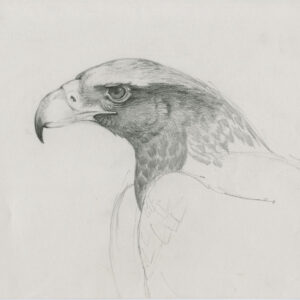 pencil sketch of young Black Eagle's head by Rob Davies