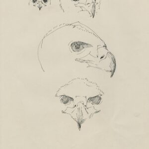 pen and ink drawing of baby Black Eagle by Rob Davies