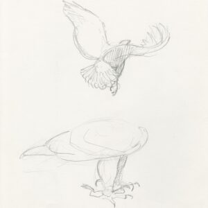 loose pencil sketch of Samburu taking off by Rob Davies