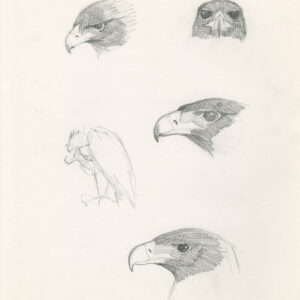 pencil studies Samburu head details by Rob Davies