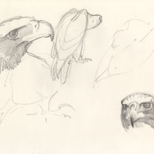 pencil sketches, various poses of Samburu by Rob Davies
