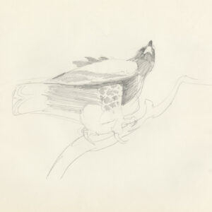 pencil drawing of Black Eagle from below by Rob Davies