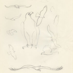 pencil sketches of Black Eagle in flight by Rob Davies