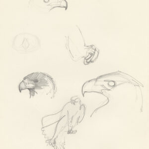pencil studies of a young Black Eagle flexing her muscles by Rob Davies