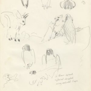 pencil cartoons of Samburu a young Black Eagle by Rob Davies