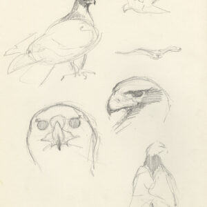 pencil sketches of Samburu a young Black Eagle by Rob Davies