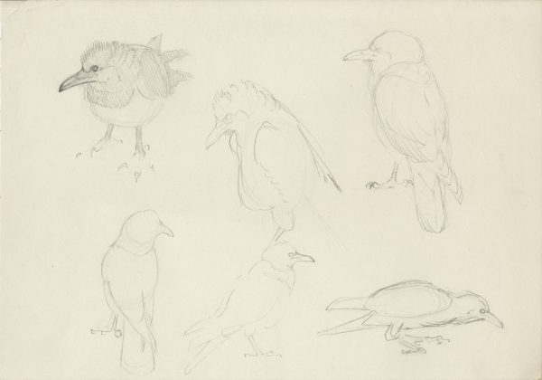Cuthy outlines