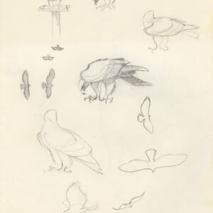 loose sketches and outlines of Samburu, young Black Eagle, by Rob Davies
