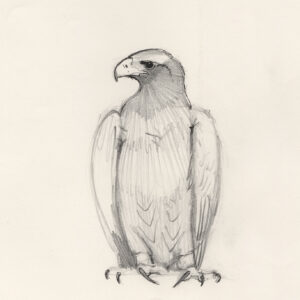 pencil portrait of Samburu a young Black Eagle, by Rob Davies