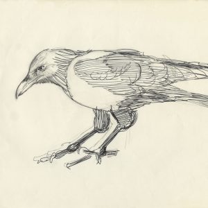 Cuthie the Crow