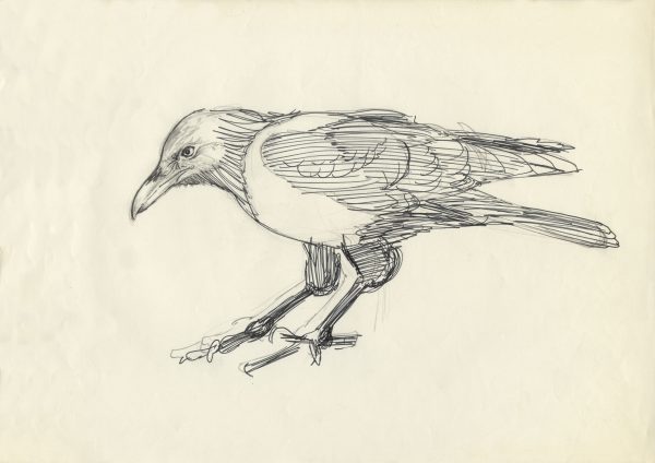 Cuthie the Crow