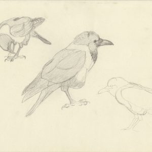 African Pied Crow called Cuthbert - poses