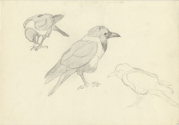 African Pied Crow called Cuthbert - poses