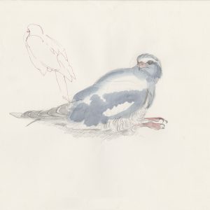 watercolour painting of an injured Pale Chanting Goshawk called Max Boyce!