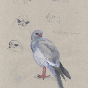 Gouache studies of a Pale Chanting Goshawk called Max Boyce, Karoo South Africa 1984