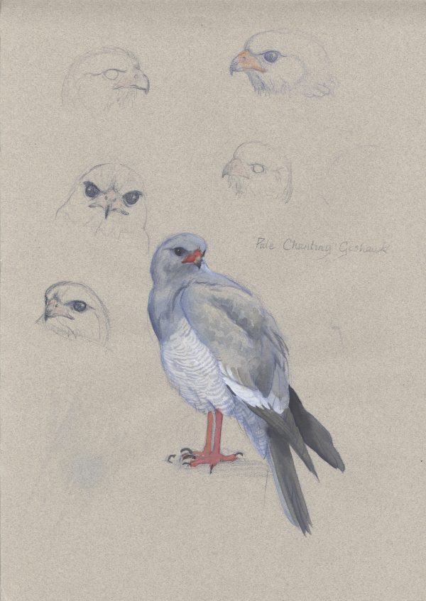 Gouache studies of a Pale Chanting Goshawk called Max Boyce, Karoo South Africa 1984