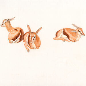 watercolour painting of springbok kindergarten by RAG Davies