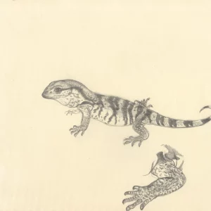 Baby leguaan with arm detail