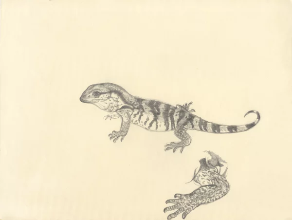 Baby leguaan with arm detail
