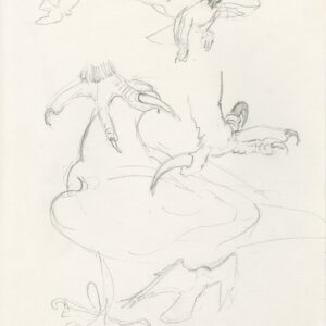 pencil sketches of Samburu a young Black Eagle by Rob Davies