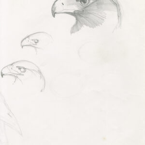 pencil sketch of Samburu's face by Rob Davies