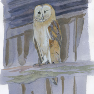 Barn Owl, Orla