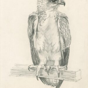 pencil drawing of MArtial Eagle by Rob Davies