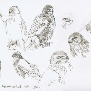 Buzzard pen and ink sketches by Rob Davies