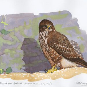 watercolour and gouache painting of young buzzard by Rob Davies