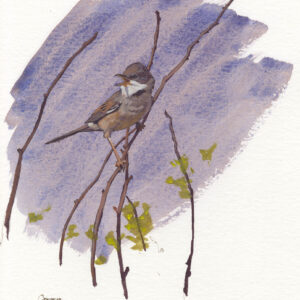 tempera painting of Whitethroat by Rob Davies