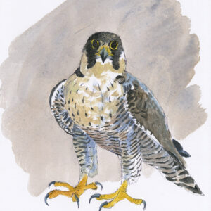 fine art print of oil sketch of Peregrine Falcon by RAG Davies