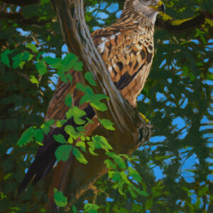 oil painting of baby Red Kite in a Welsh woodland by Rob Davies