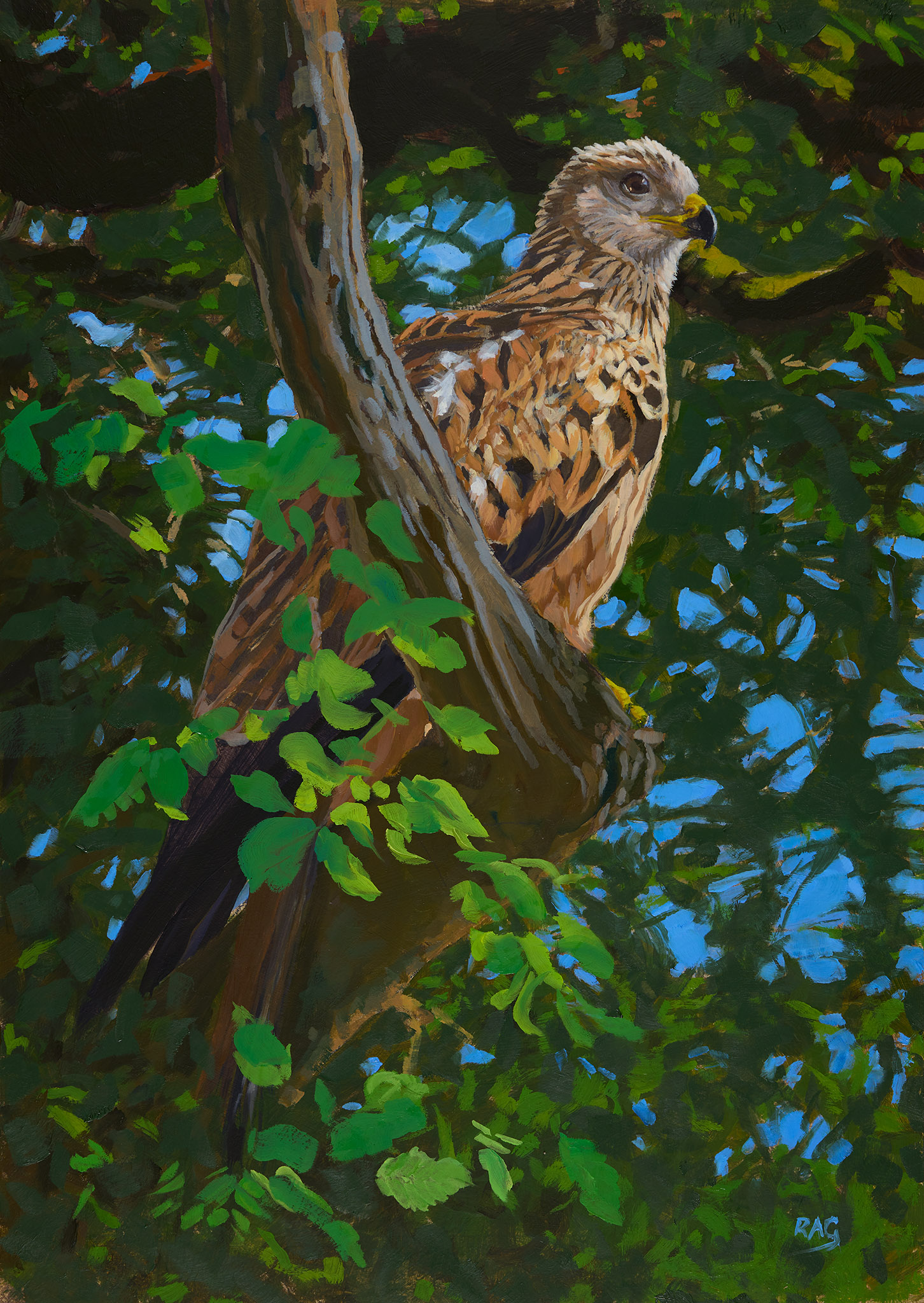 oil painting of baby Red Kite in a Welsh woodland by Rob Davies
